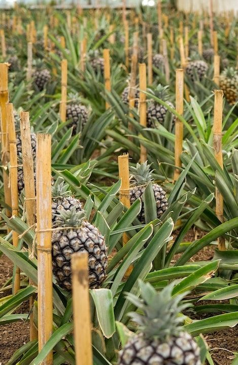 Pineapple Plant Growing, Grow Pineapple From Top, Pineapple Farming, Pineapple Hairstyle Natural Hair, Planting Pineapple, Growing Pineapple From Top, Pineapple Plant Care, Grow Pineapple Plant, Grow Pineapple