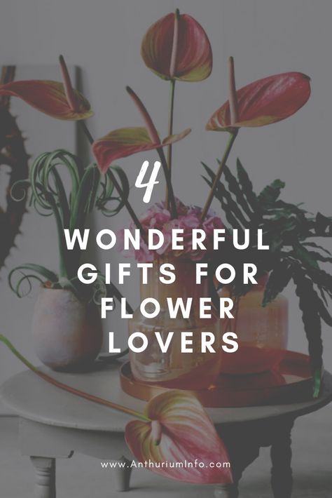 4 nice gifts for flower lovers | Anthurium Info | anthurium, flower, flowers, present, presents, gift Gifts For Flower Lovers, Natural Bridge Kentucky, Flowers Present, Anthurium Plant, Chocolate Cosmos, Anthurium Flower, Floating Garden, Flower Shower Curtain, Nice Gifts