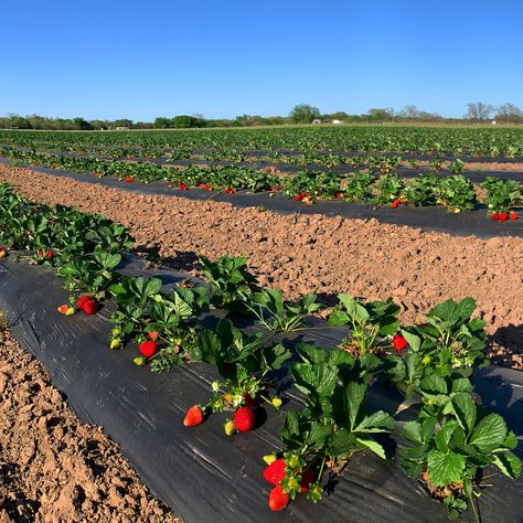 Modern Farmer, Strawberry Farm, Strawberry Picking, Summer Bucket Lists, Agriculture, Farm Life, Backyard Garden, Farmer, Places To Visit