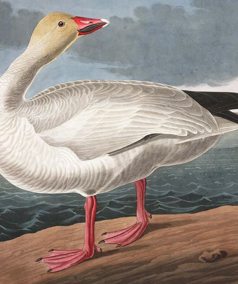 Snow Goose Beach Themed Rooms, Audubon Prints, White Pelican, Pelican Art, Pelican Bird, Vintage Bird Illustration, American Birds, Illustration Kunst, Audubon Birds