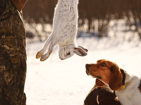 Beagles aren't the only option when you're looking for a bunny-hunting buddy Rabbit Hunting Dogs, Mini Beagle, Beagle Breeds, Rabbit Hunting, Dachshund Breed, Raising Rabbits, Hound Breeds, Redbone Coonhound, Rabbit Breeds