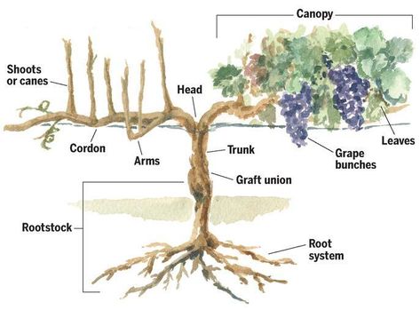 Grapevine Structure and Function (part 1) - Overview Grape Vine Pruning, Backyard Vineyard, Grapes Growing, Grapevine Growing, Concord Grapes, Grape Tree, Grape Trellis, Grape Arbor, Grape Plant