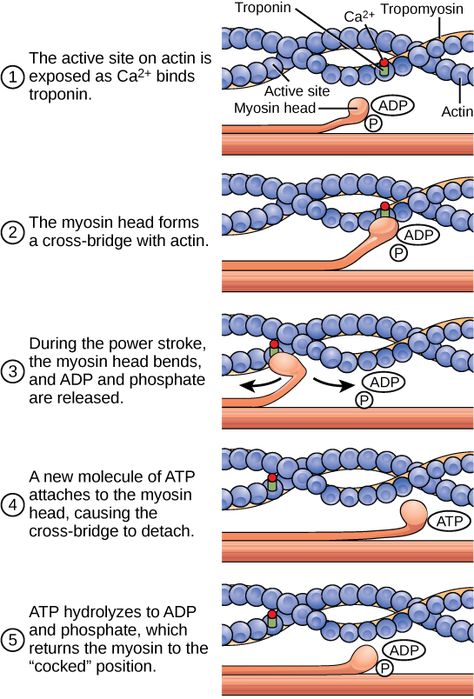 ATP and muscle contraction Biology Textbook, Basic Anatomy And Physiology, Exercise Physiology, Musculoskeletal System, Human Body Anatomy, Muscular System, Biology Lessons, Medical School Studying, Muscle Anatomy