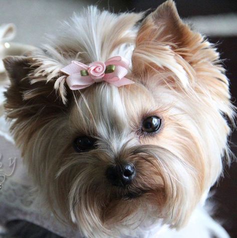 Yorkie Cuts, Yorkie Hairstyles, Yorkie Haircuts, Yorkshire Terrier Teacup, Yorkshire Terrier Haircut, Yorkie Terrier, Yorkie Lovers, Yorkie Poo, Yorkie Dogs