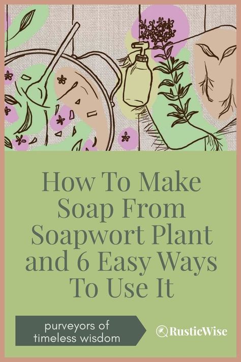 Soapwort is a plant—some would say weed—that has been used for centuries to make soap because it contains saponins, plant-based compounds that work as natural surfactants to create lather in soaps. If you're wondering how to make soap or shampoo from soapwort plant, it's as simple as making a decoction. We'll show you how to make this natural and mild soap using either fresh or dried soapwort. #soap #diy #soapmaking #homemade #handmade | soapwort uses | soapwort shampoo Saponin Plants, Soapwort Recipes, Soapwort Plant, Soap Without Lye, Natural Surfactants, Homemade Toiletries, Primitive Skills, How To Make Soap, Make Soap