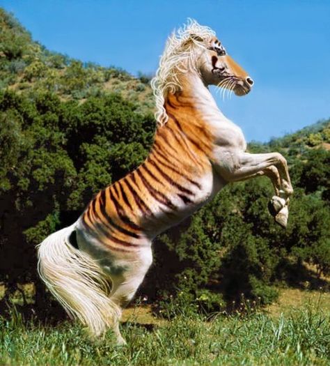 Even more rare than the Maltese Tiger and the Golden Tiger... the Horse Tiger, thought to have never existed. - Imgur Horse Halloween Costumes, Animal Mashups, Horse Halloween, Animal Hybrids, Hybrid Animals, Rare Horses, Paint Horses, Horse Costumes, Most Beautiful Horses