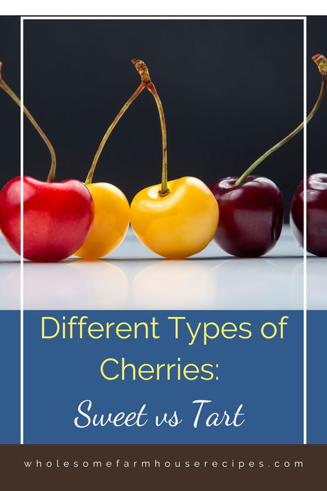 different varieties of fresh cherries Types Of Cherries, Black Cherries, Bing Cherries, Survival Gardening, Food Forest, Cherry Tart, Sweet Cherries, Black Cherry, Fruit Trees