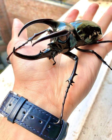 The size of this rhino beetle. Rhino Beetle, Cool Insects, Bug Tattoo, Beetle Insect, Cool Bugs, Beautiful Bugs, Creepy Crawlies, Arthropods, Insect Art