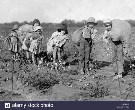 Download this stock image: Texas Cotton Pickers, 1913 - HRP40T from Alamy's library of millions of high resolution stock photos, illustrations and vectors. The Hunting Party, Dust Bowl, Irish History, Texas History, We Are The World, White Photo, Vintage Photographs, World History, Vintage Photography