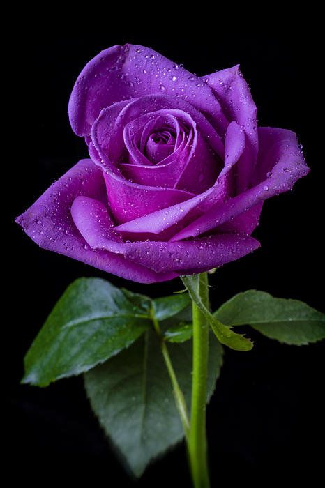 Purple Rose Print By Garry Gay. I'd love to have some of these. Rose Violette, Rainbow Roses, Hybrid Tea Roses, All Things Purple, Beautiful Rose Flowers, Purple Rose, Love Rose, Tea Roses, Purple Roses