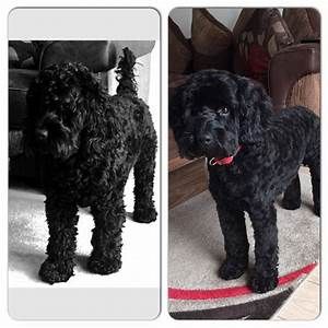 Black Doodle Haircut Styles, Black Cockapoo Haircut Styles, Black Cockapoo Puppies, Cocker Poo, Cockapoo Haircut, Cockapoo Grooming, Black Cockapoo, Grooming Ideas, Cockapoo Puppy