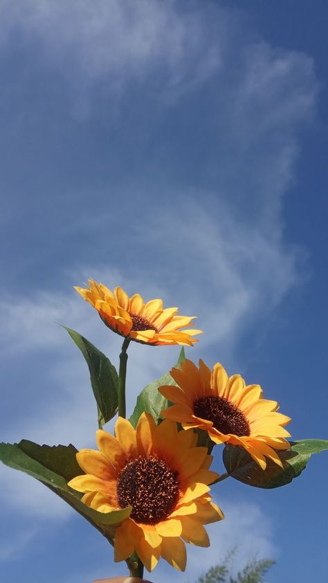 Sun Flowers Wallpaper, Sun Flowers Aesthetic, Sunflower Aesthetic Wallpaper, Wallpaper Sunflower, Aesthetic Sunflower, Sunflower Aesthetic, Bright Red Flowers, Sunflower Iphone Wallpaper, Quiet Elegance