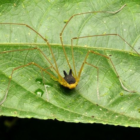 Harvestman Spider, Spider Dog, Spider Species, Bug Collection, Cool Bugs, Beautiful Bugs, Arthropods, 웃긴 사진, Arachnids