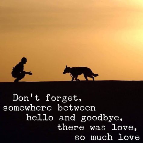 Pet Condolences, Pet Humor, Dog Quotes Love, Dog Heaven, Black Labs, Animal Quotes, Dog Quotes, So Much Love, Rottweiler