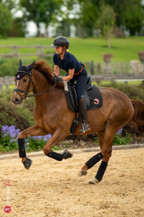 Horse Training Ground Work, Show Jumping Horses, Horse Exercises, Equestrian Aesthetic, English Horse, Riding Horse, Horse And Rider, Horse Aesthetic, Dressage Horses