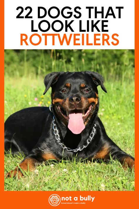 Looking for dogs that look like Rottweilers? Then check out our list of 22 dog breeds large and small that are similar to Rottweilers! Big Rottweiler Dogs, Rottweiler Mix Dogs, Rottweiler Mix Puppies, Black Dogs Breeds, Rottweiler Training, Working Dogs Breeds, Rottweiler Breed, Search And Rescue Dogs, Giant Dog Breeds