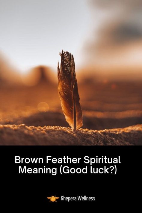 Light Brown Feather Meaning, Brown Feather Spiritual Meaning, Brown Feather Meaning, Feather Spiritual Meaning, Feather Meaning, Native American Traditions, Angel Feathers, Signs From The Universe, Rooster Feathers