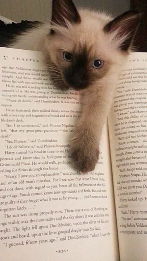 Kitten Care Tips, Cat Checklist, Book Buddy, 3 Month Old, Cat Language, Health Signs, Cat Hacks, Cat Care Tips, Kitten Care