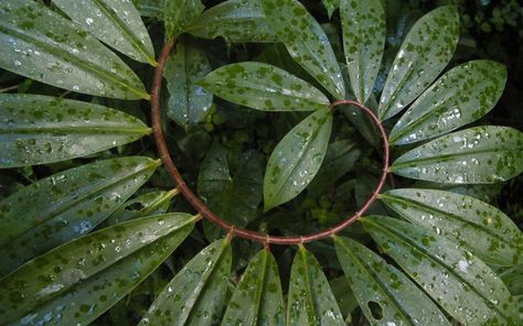 Plant Vibes, Spirals In Nature, Elven Forest, Nature Wonders, Geometry In Nature, Geometric Nature, Plant Journal, Fibonacci Sequence, Fibonacci Spiral