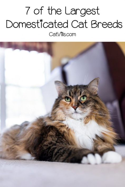 Curious about the largest cat breeds? While lions and tigers dominate in the wild, these 7 kitties are the biggest in the domestic cat world. Fluffy Cat Breeds, Largest Domestic Cat, Large Domestic Cat Breeds, Best Cat Breeds, Large Cat Breeds, Domestic Cat Breeds, Russian Blue Cat, Siberian Cat, Norwegian Forest Cat