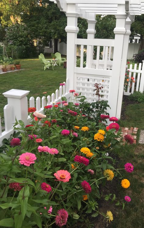 Zinnia Love Zinnia Front Yard, Zinnia Container, Zinnia Flower Bed, Dream Homestead, Backyard Flowers Beds, Country Garden Design, Zinnia Garden, Golden Afternoon, Garden Friends