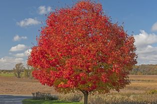 October Glory Maple Tree, October Glory Maple, Red Sunset Maple, Michigan Garden, Acer Rubrum, Horse Chestnut Trees, Late Summer Flowers, Red Maple Tree, Autumn Leaf Color