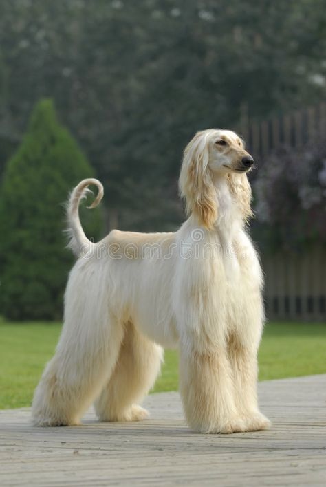 Afghan Hound Puppy, Hound Dog Breeds, Dog Standing, Every Dog Breed, Most Beautiful Dogs, Creation Photo, Dog Pets, Afghan Hound, Dog Valentines