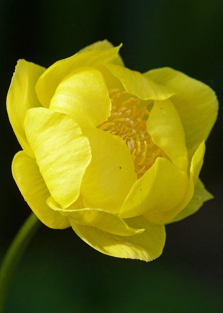 Trollius Europaeus, Globe Flowers, Globe Flower, Yellow Bouquets, Rare Orchids, Blossom Garden, 강아지 그림, Nature Flowers, Flowering Trees