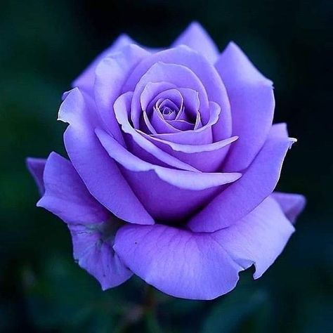 Rose Images, Hybrid Tea Roses, Lavender Roses, Purple Rose, Beautiful Rose Flowers, Love Rose, Tea Roses, Rose Tattoos, Exotic Flowers