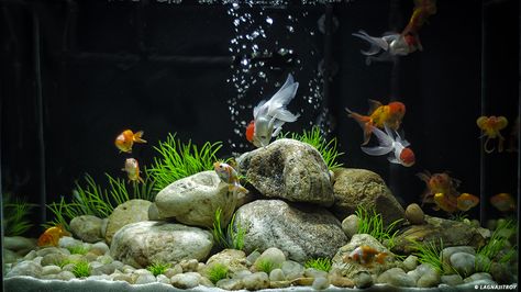 Goldfish Aquarium, Fish Aquarium Decorations, Fish Tank Themes, Aquarium Set, Fish Tank Terrarium, Amazing Aquariums, Goldfish Tank, Fish Tank Design, Aquarium Terrarium