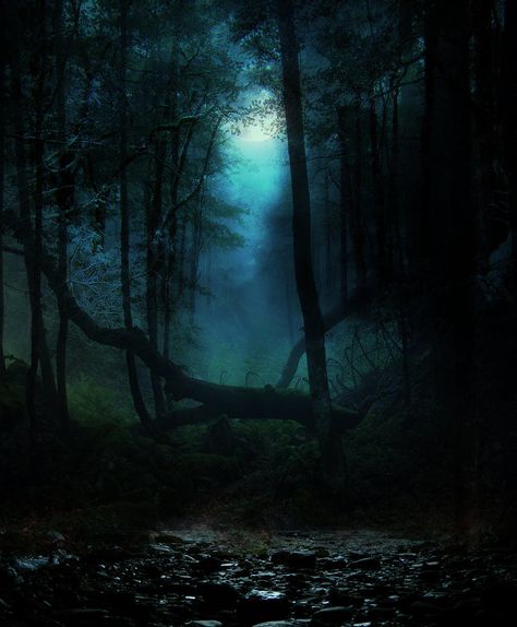 the lure of the night The Woods At Night, Woods At Night, Dark Naturalism, Arte Fantasy, Dark Forest, Enchanted Forest, In The Woods, Dark Wood, Beautiful World