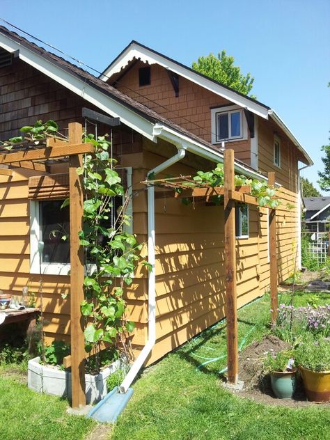 Grapevine Trellis, Adventure Fund, Garden Trellis Designs, Grape Vine Trellis, Patio Trellis, Grape Trellis, Brick Paver Patio, Vine Trellis, House Backyard