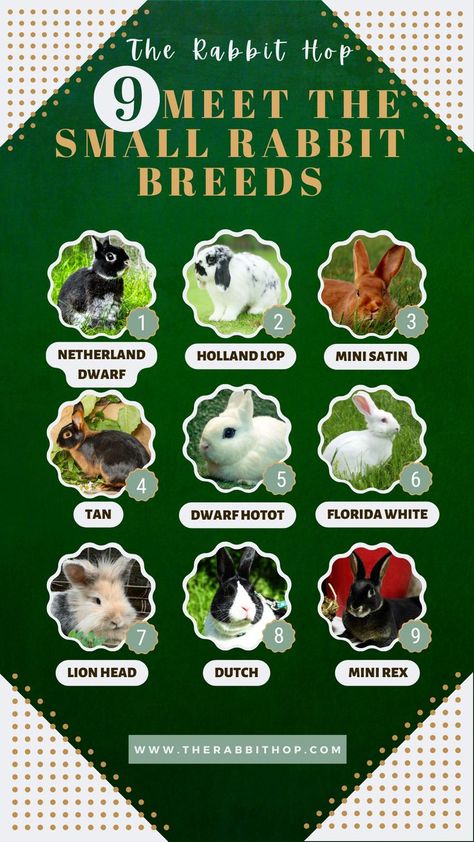 Did you know that there are over 60 different rabbit breeds? Here are some of the most popular ones! Bunny Breeds, Pet Rabbit Care, Rabbit Breeds, Small Rabbit, Holland Lop, Rabbit Care, Rex Rabbit, Pet Rabbit, The Rabbit