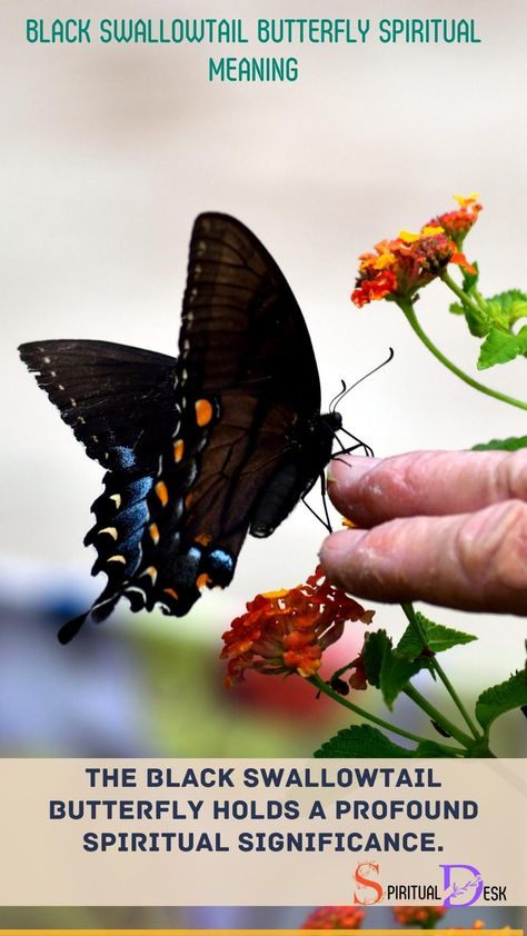 The Black Swallowtail Butterfly holds a profound spiritual significance. It is often perceived as a symbol of transformation, rebirth, joy, and change. Seeing this butterfly could mean that you are undergoing an important life change, or you are about to start a new chapter in your life. #butterfliesofinstagram #start #mean #life #rebirth Butterfly Spiritual Meaning, Butterfly Spiritual, Black Swallowtail Butterfly, Butterfly Symbolism, Butterfly Meaning, Black Swallowtail, Animal Symbolism, Swallowtail Butterfly, Life Change