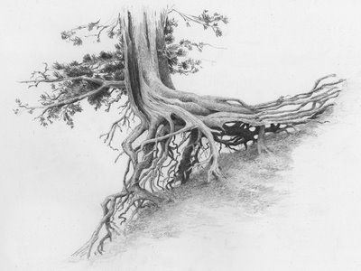 cedar tree Cedar Tree Drawing, Cedar Tree Tattoo, Tree Pencil Sketch, Celtic Tree Tattoos, Tree Sketch, Cedar Tree, Tree Tattoo Designs, Tree Sketches, Cedar Trees