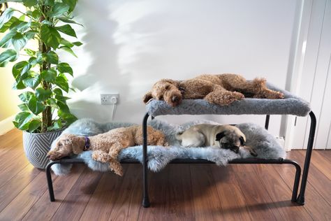 Comfortable and luxurious dog bunk beds Twin Mattress Dog Bed, Dog With Blanket, Multi Dog Household, Double Dog Bed, Dog Bedroom Ideas, Diy Elevated Dog Bed, Dog Bed Elevated, Big Dog Bed, Dog Bunk Beds