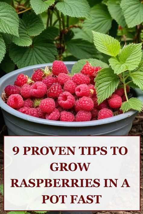 Discover the joy of growing juicy raspberries in a pot with these easy steps. Whether you're a gardening beginner or simply looking to save space, this guide will show you how to successfully cultivate raspberries in containers. Learn about the best potting mix, ideal sunlight conditions, and proper watering techniques for nurturing your raspberry plants. With proper care and maintenance, you can enjoy a bountiful harvest of fresh raspberries right from your own porch or balcony. Raspberry In Pots, Container Raspberries, Raspberries In Pots, Grow Raspberries, Raspberry Plant, Small Trellis, Growing Raspberries, Raspberry Plants, Bamboo Stakes