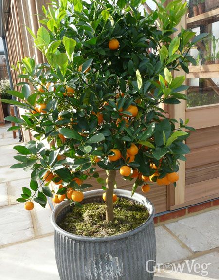 Fruit Trees In Containers, Growing Citrus, Citrus Tree, Citrus Garden, Vegetable Garden Planner, Citrus Plant, Growing Fruit Trees, Citrus Trees, Potted Trees