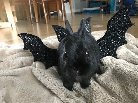 Little George hopes you had a lovely Halloween #rabbit #rabbits #rodent #pet Halloween Rabbit, Rabbit Halloween, Bunny Cages, Cute Bunny Pictures, Black Bunny, Kawaii Bunny, Pet Bunny, Bunny Pictures