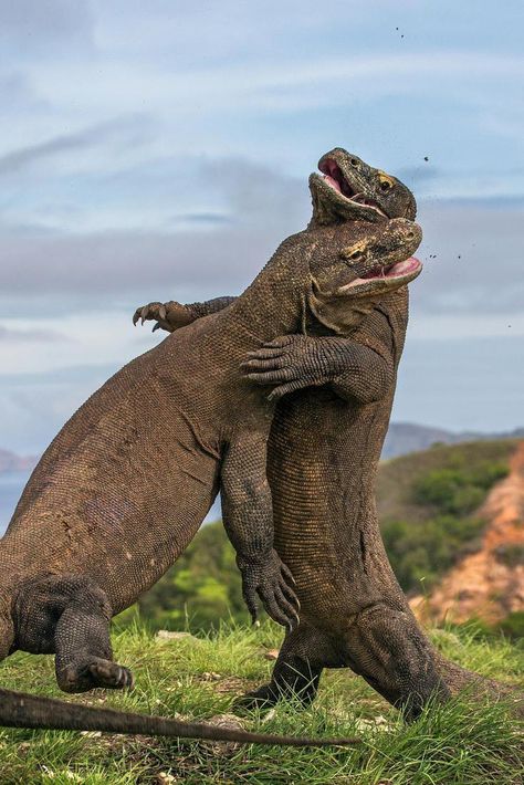 Komodo Dragons, Komodo National Park, Monitor Lizard, Animal Attack, Scary Animals, Animal Guides, Komodo Dragon, Wild Creatures, Komodo