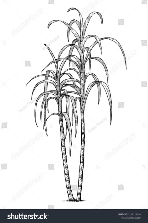 Sugar cane illustration, drawing, engraving, ink, line art, vector #Ad , #Ad, #illustration#drawing#Sugar#cane Sugarcane Tattoo, Sugarcane Drawing, Sugar Cane Drawing, Sugar Drawing, Herbal Logo Design, Nature Stencils, Ink Line Art, Herbal Logo, Wood Art Diy