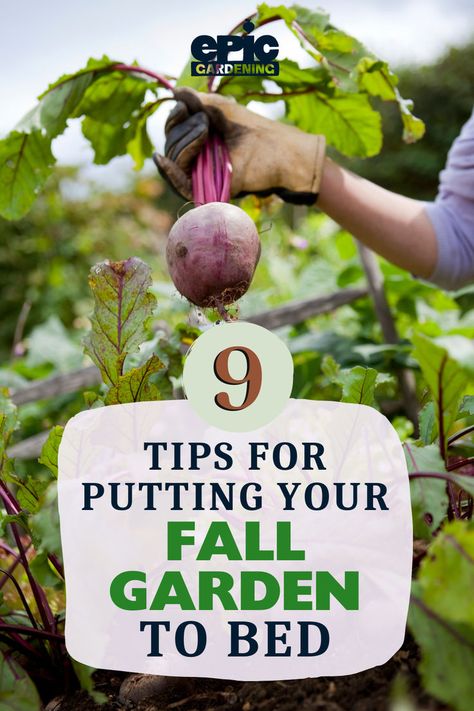 A gardener holding up a large beet root picked from the garden Fall Garden Preparation, Fall Garden Prep, Fall Prep, Garden Prepping, Dig Gardens, Urban Farmer, Starting A Vegetable Garden, Fall Garden Vegetables, Fall Garden