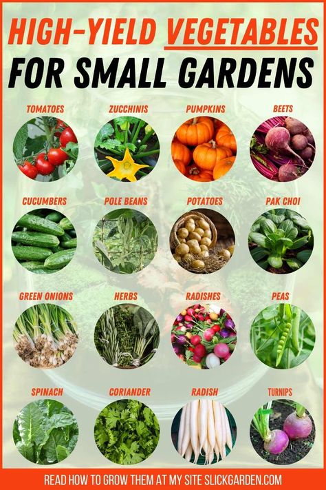 High-Yield Vegetables For Small Gardens – Slick Garden Small Vegetable Garden, Nature Parks, Green Onions Growing, Autumn Core, Growing Vegetables In Pots, Arizona Gardening, Vegetables Garden, Veggie Gardens, Veg Patch