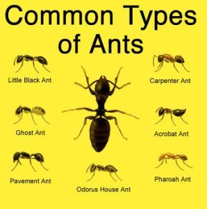 Drawing Ants, Types Of Ants, Ants In House, Ant Control, Black Ants, Carpenter Ant, Ant Killer, Get Rid Of Ants, Toddler Homeschool