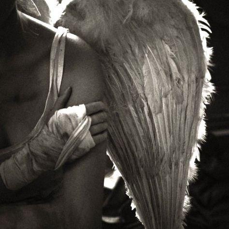 ~^i^~ Wild Angel, Angel Falls, Broken Wings, Ange Demon, Angel Aesthetic, Angels Among Us, Angels And Demons, Dark Angel, Fairy Angel