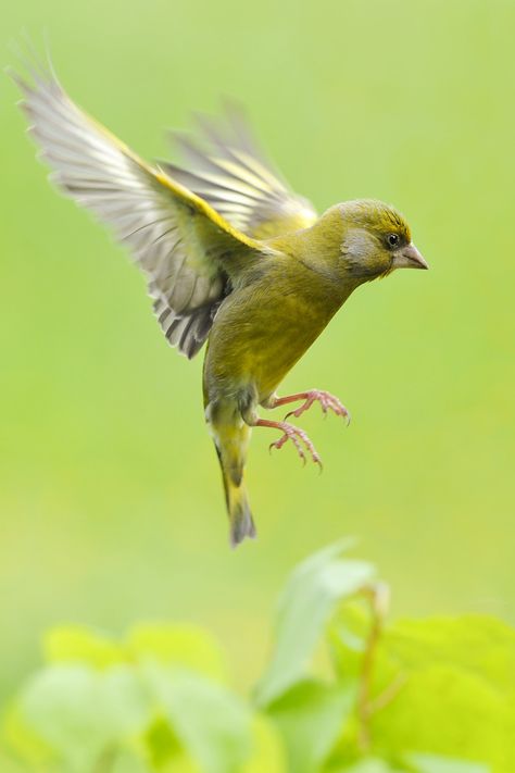 Royal Horticultural Society photographic competition 2013 – the winning pictures* Birds Landing, Bird Landing, Photography Competition, Animal Illustrations, Photography Competitions, Portfolio Inspiration, The Fog, Bird Photo, Starling