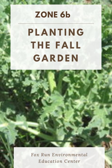 Fall Garden Planting, Planting Schedule, Fall Gardens, Planting Fruit Trees, Fall Crops, August Garden, Growing Fruit Trees, Gardening Zones, Homestead Gardens