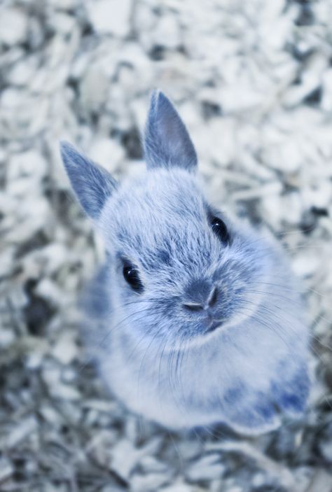 This is my new favorite webpage. I should bookmark it and never close it. Cute Bunny Pictures, Nosara, Bunny Pictures, Baby Bunnies, Cute Creatures, Sweet Animals, Cute Little Animals, 귀여운 동물