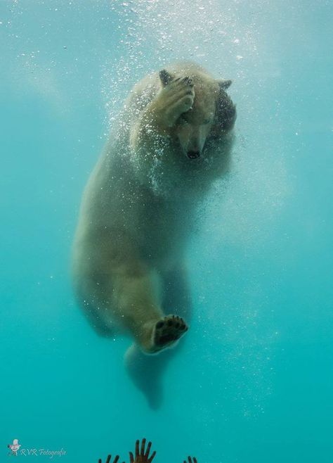 Polar Bear Swimming, Bear Swimming, White Bears, Kootenay National Park, Mother Bear, Columbus Zoo, Urs Polar, Conservation Biology, Grizzly Bears