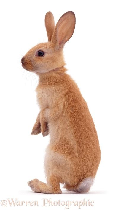 Rabbit Standing, Three Hares, Pictures Of Turkeys, Dutch Rabbit, Animal Photography Wildlife, Rabbit Pictures, Rabbits Foot, Rabbit Photos, Bunny Tattoos